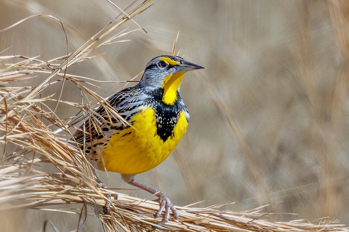 Pradero Oriental - ML645966778