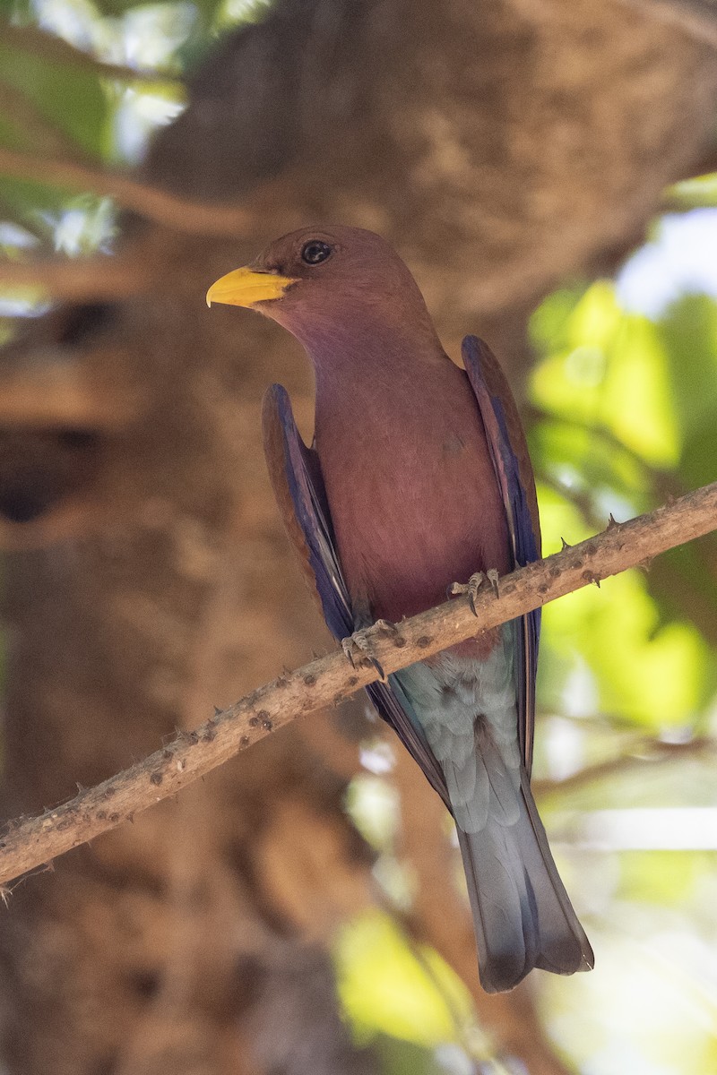 Carraca Picogorda (glaucurus) - ML645966781