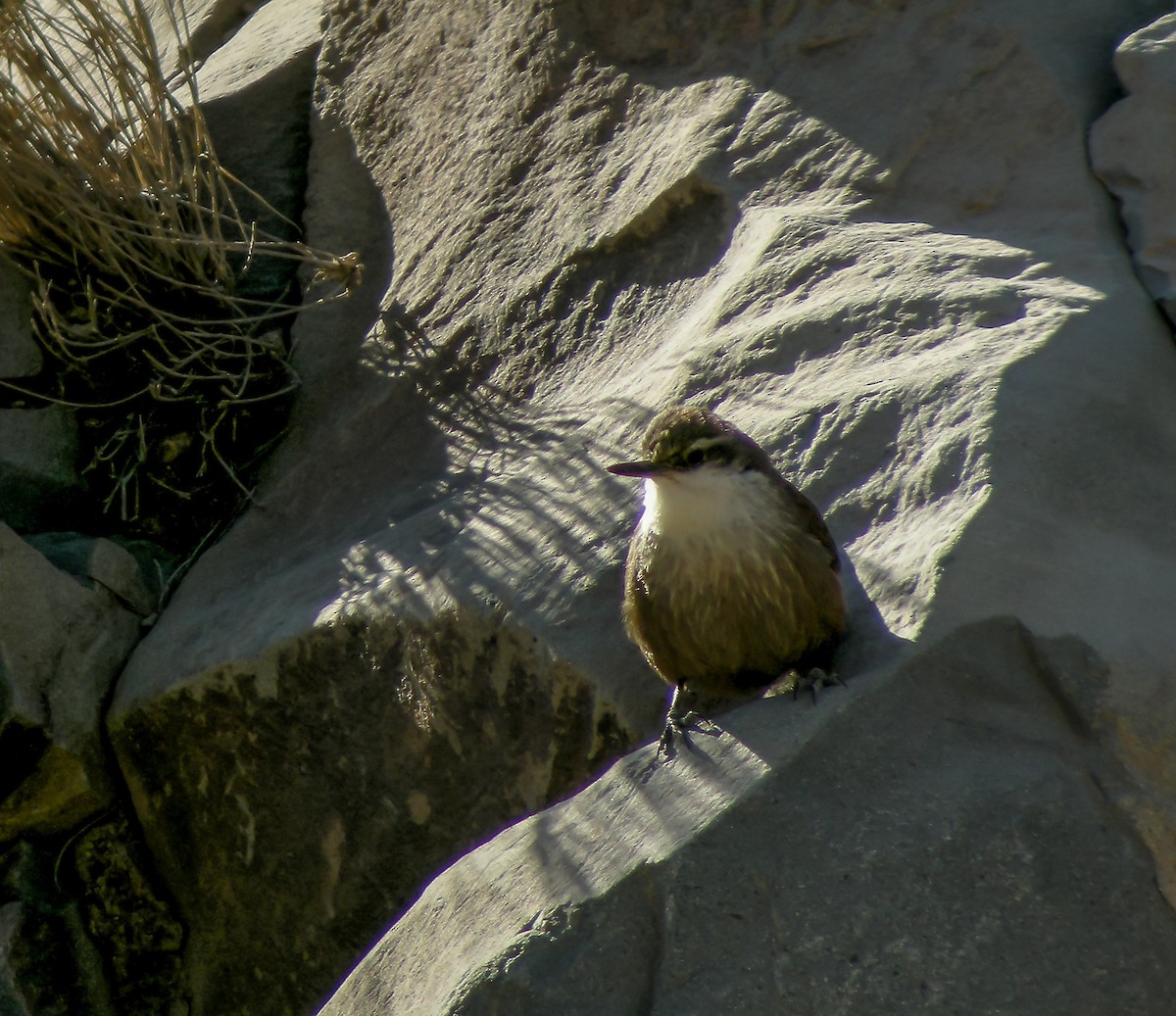 Chiricoca - ML645966783