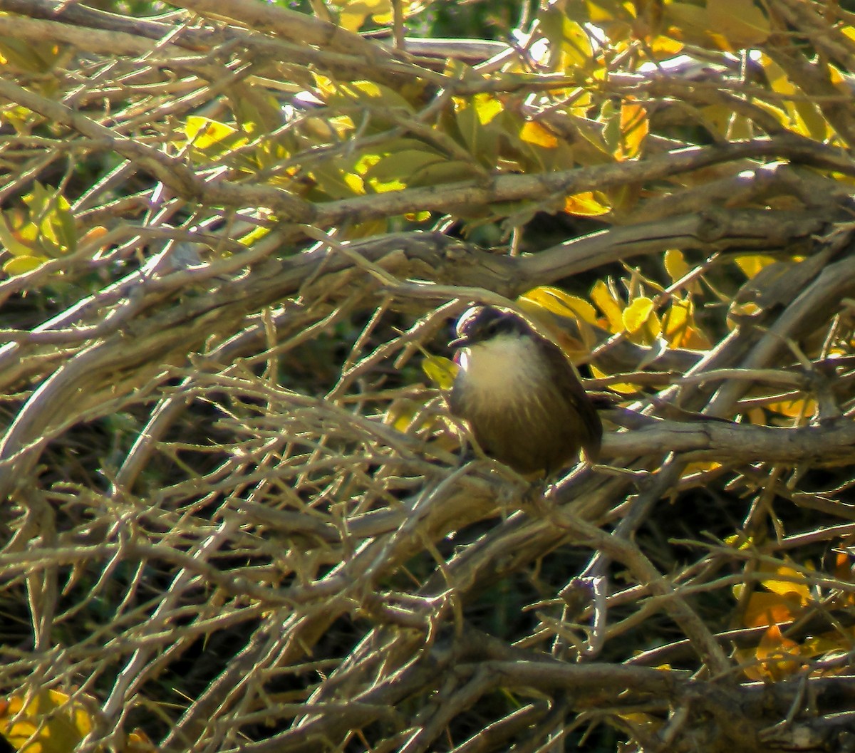 Chiricoca - ML645966784