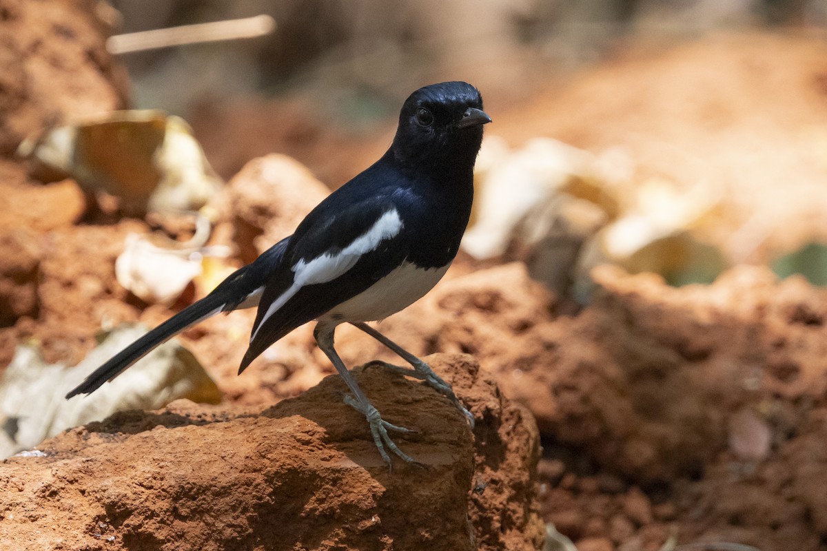 Shama Malgache (Ventriblanco pica) - ML645966785