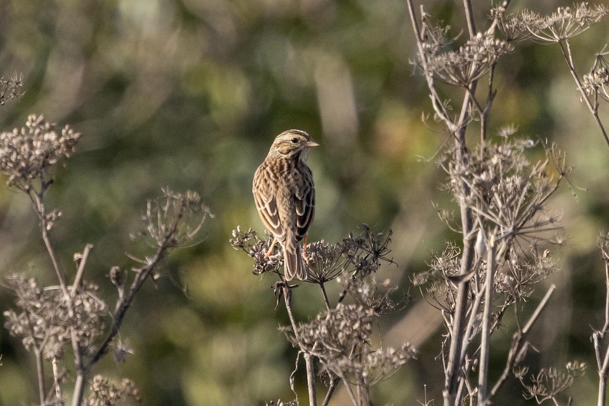 Chingolo Sabanero - ML645966789