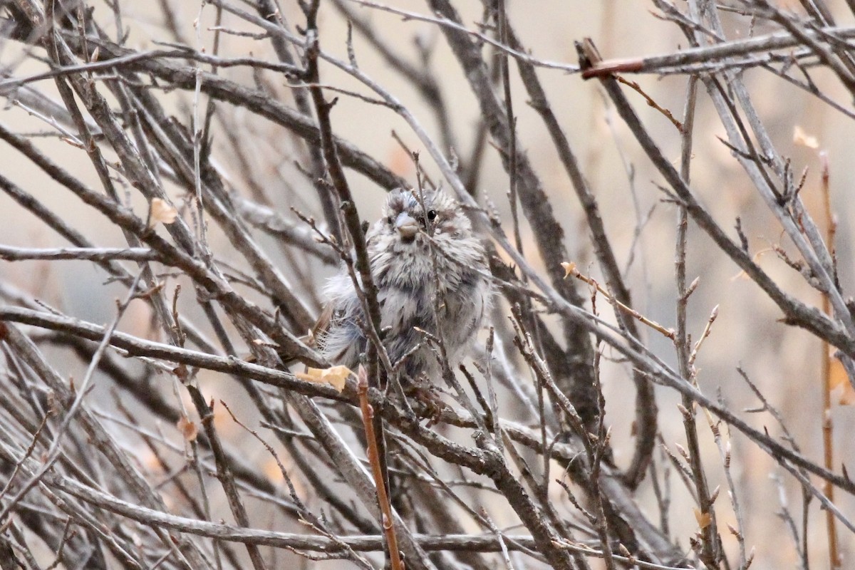 Chingolo Cantor (melodia/atlantica) - ML645966790