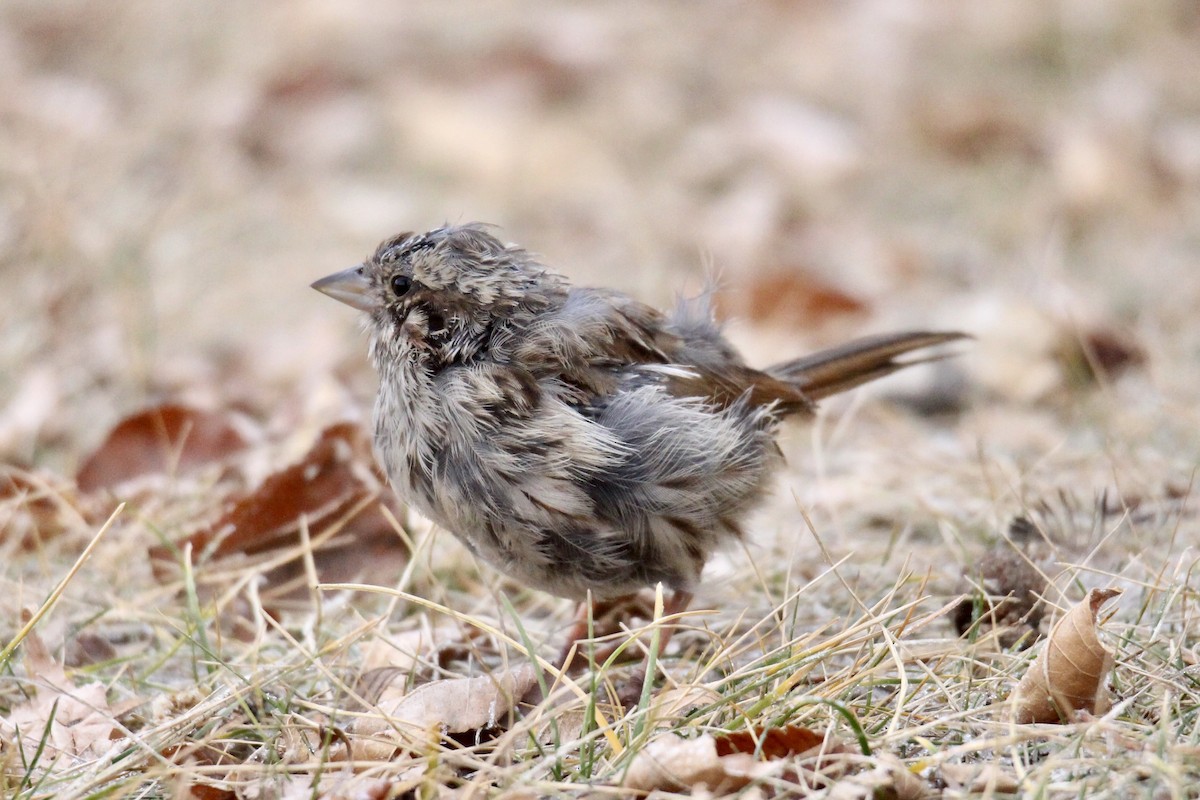 Chingolo Cantor (melodia/atlantica) - ML645966791