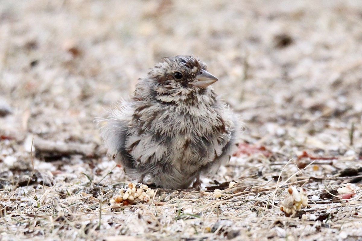 Chingolo Cantor (melodia/atlantica) - ML645966792