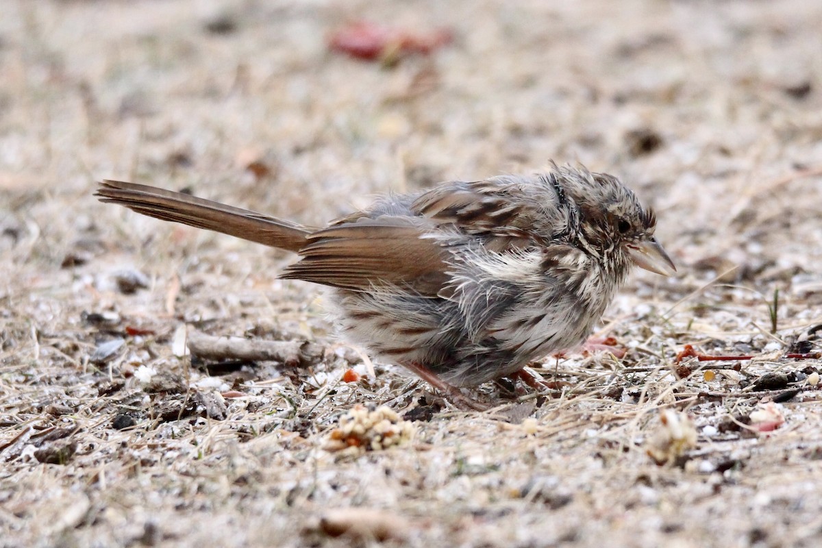 Chingolo Cantor (melodia/atlantica) - ML645966793