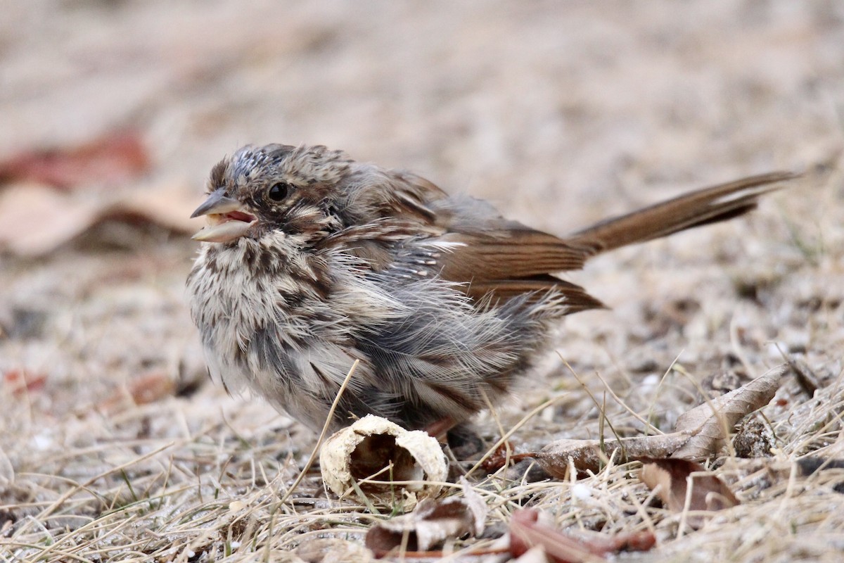 Chingolo Cantor (melodia/atlantica) - ML645966794