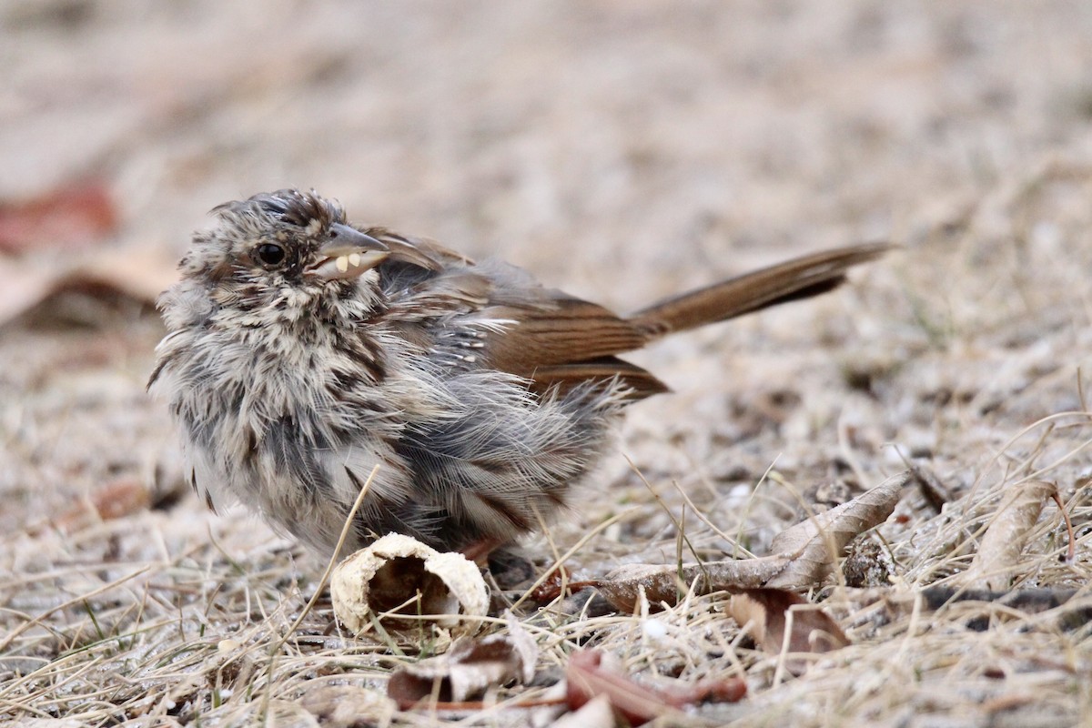 Chingolo Cantor (melodia/atlantica) - ML645966795