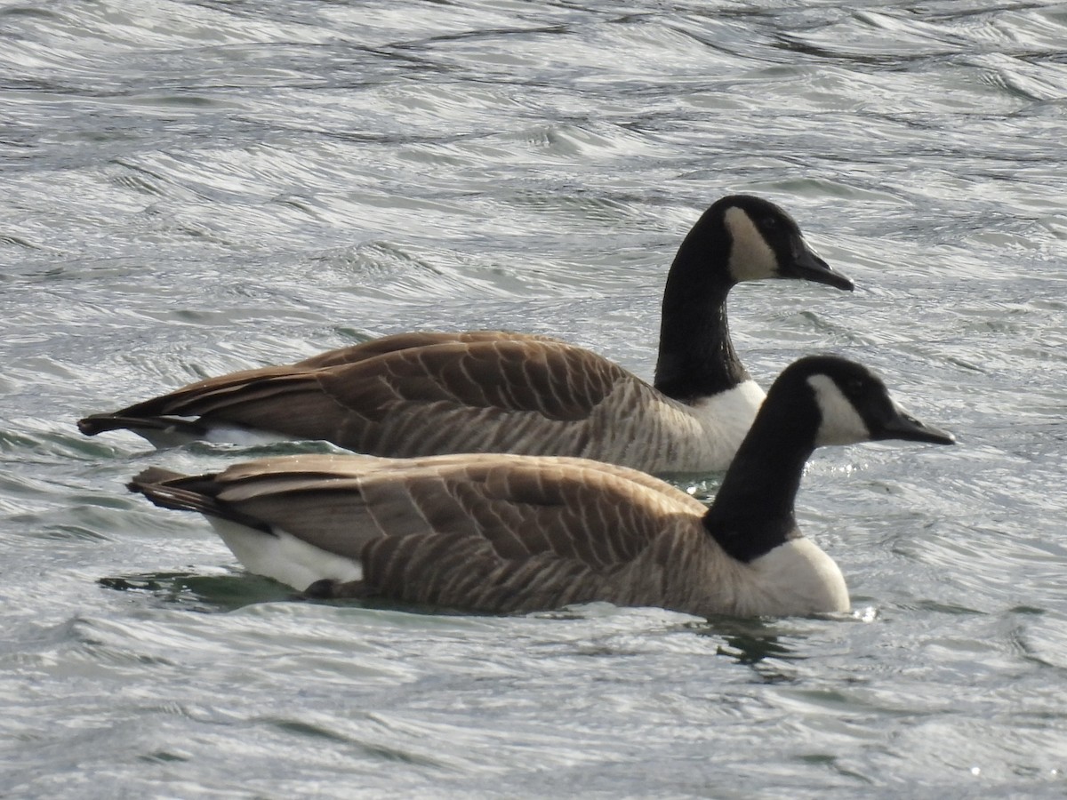 Barnacla Canadiense Grande - ML645966796