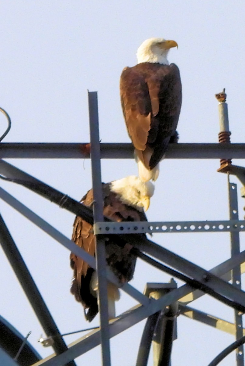 Pigargo Americano - ML645966799