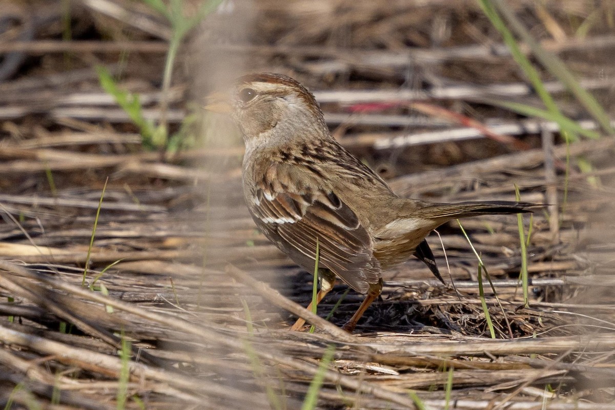 Chingolo Coroniblanco (gambelii) - ML645966800
