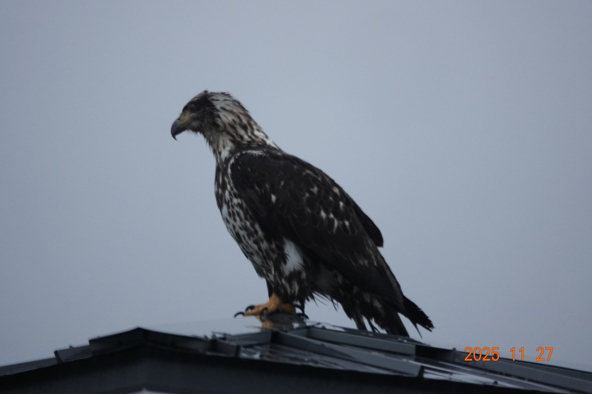 Pigargo Americano - ML645966801