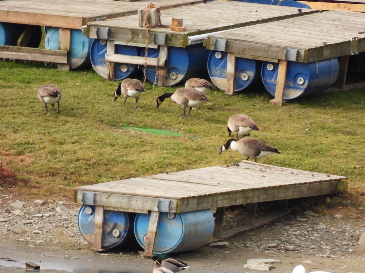 Barnacla Canadiense Grande - ML645966802