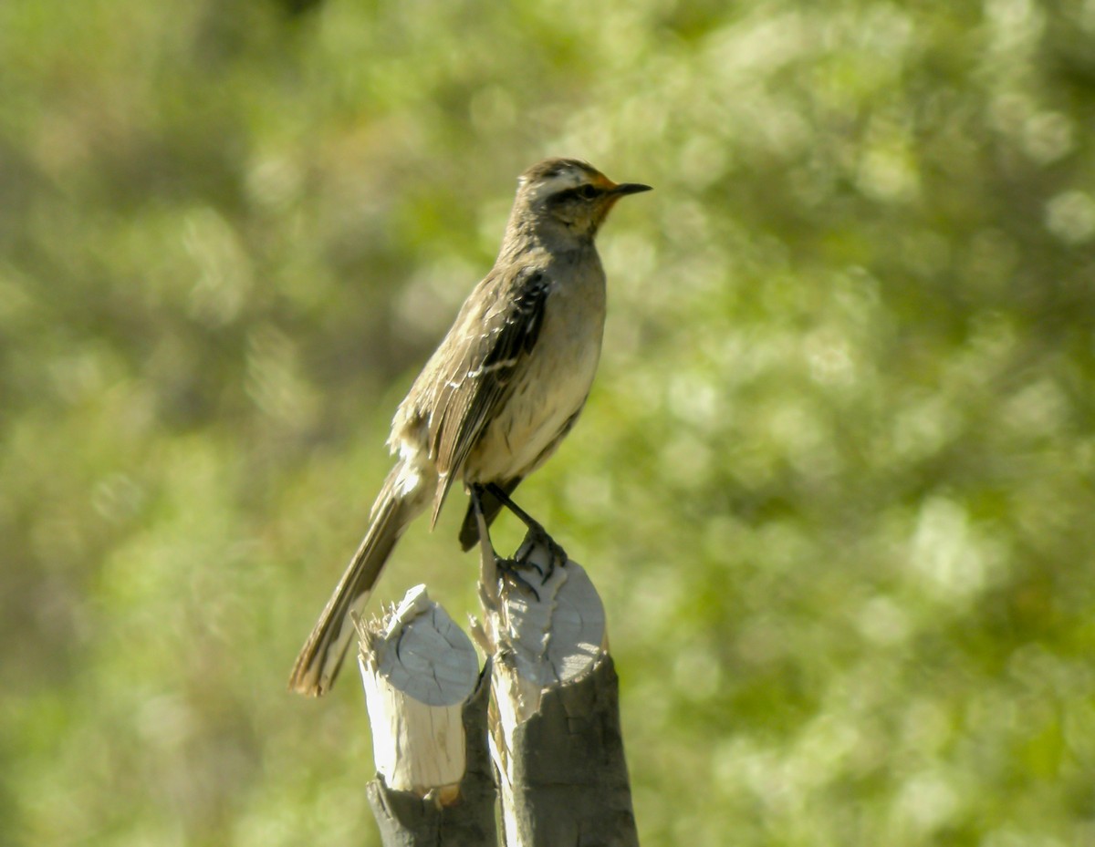 Sinsonte Tenca - ML645966805