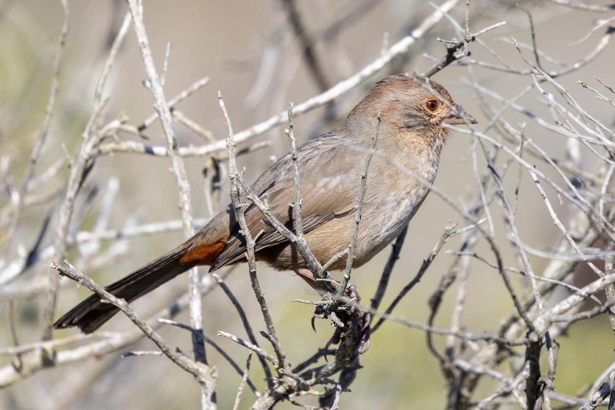 Toquí Californiano - ML645966806