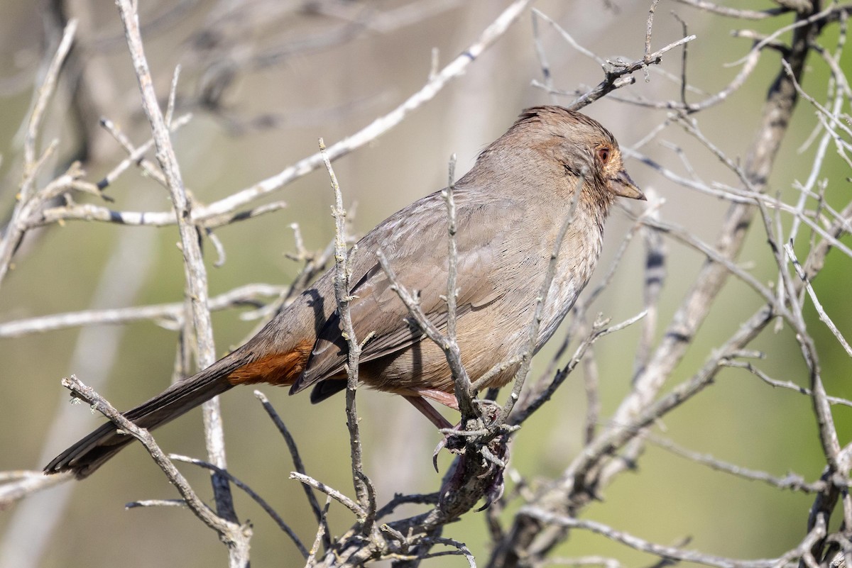 Toquí Californiano - ML645966807