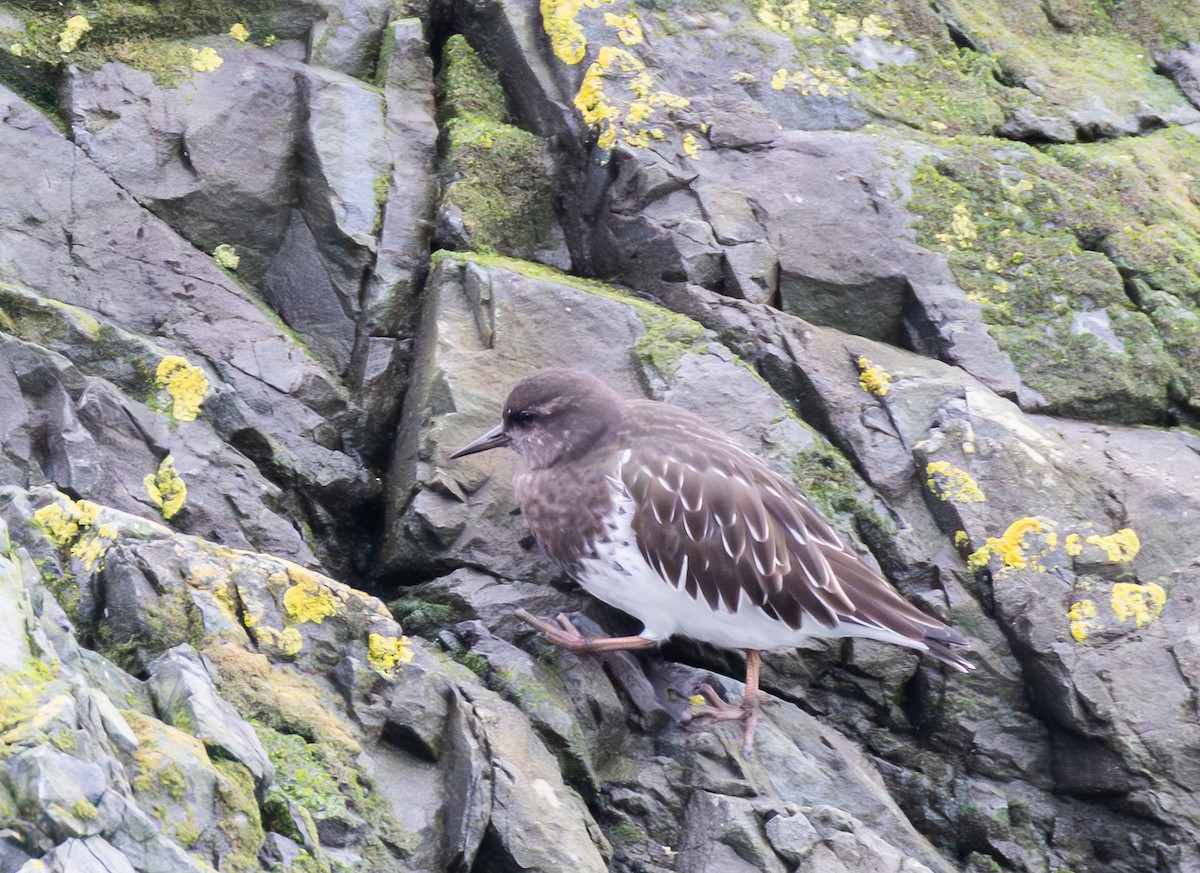 Black Turnstone - ML645966809