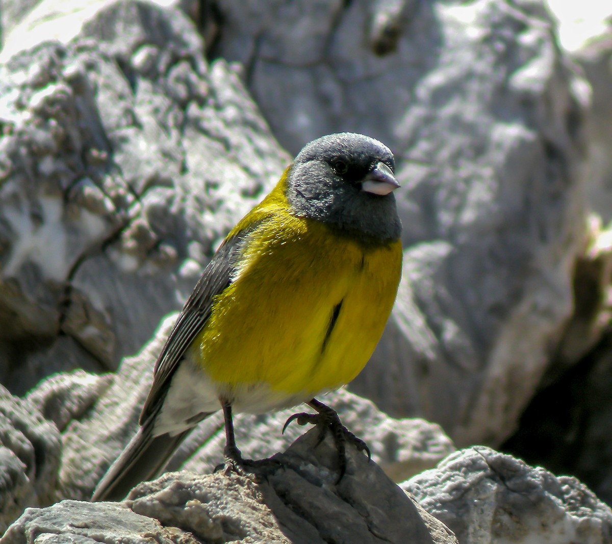Gray-hooded Sierra Finch - ML645966812