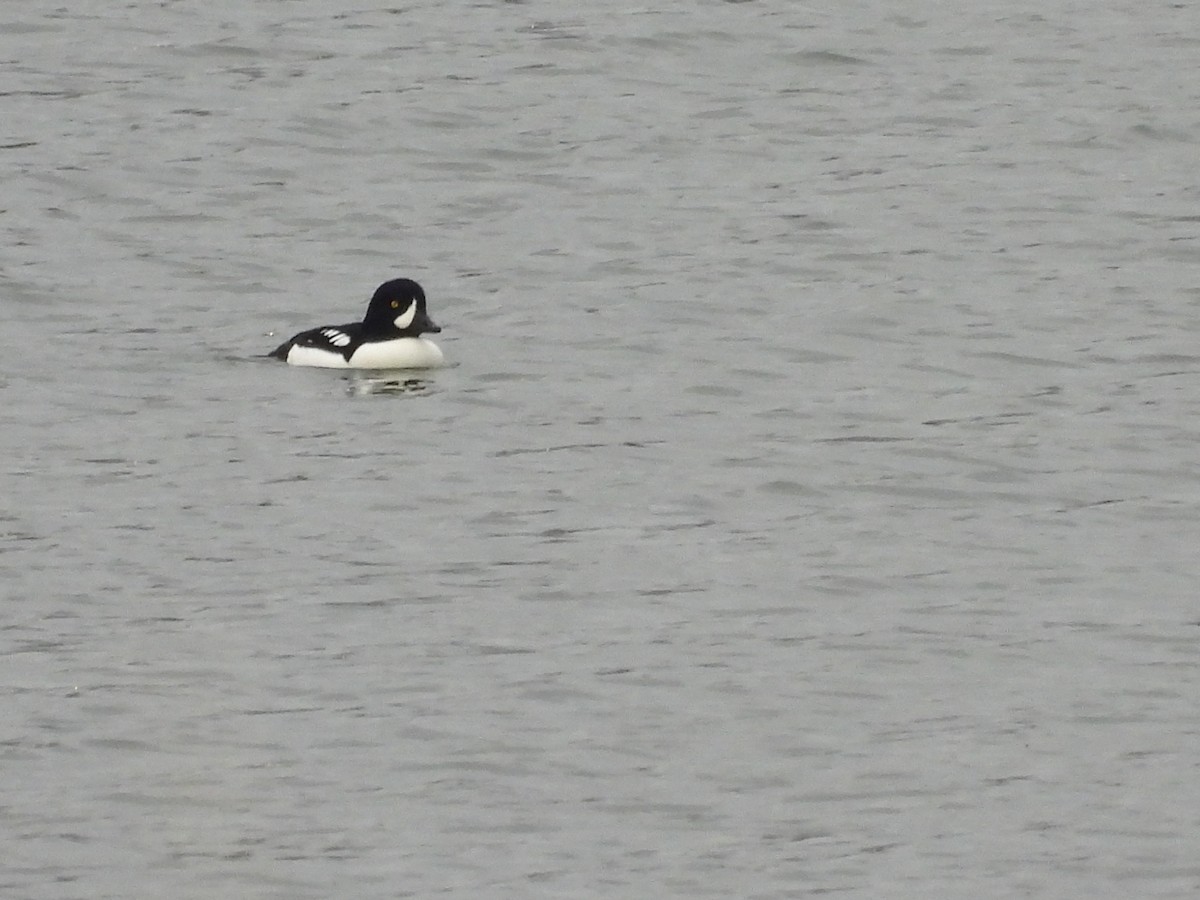 キタホオジロガモ - ML645966814