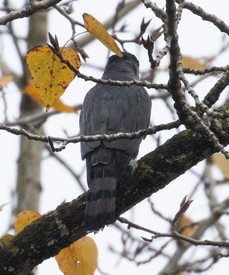 Cooper's Hawk - ML645966819