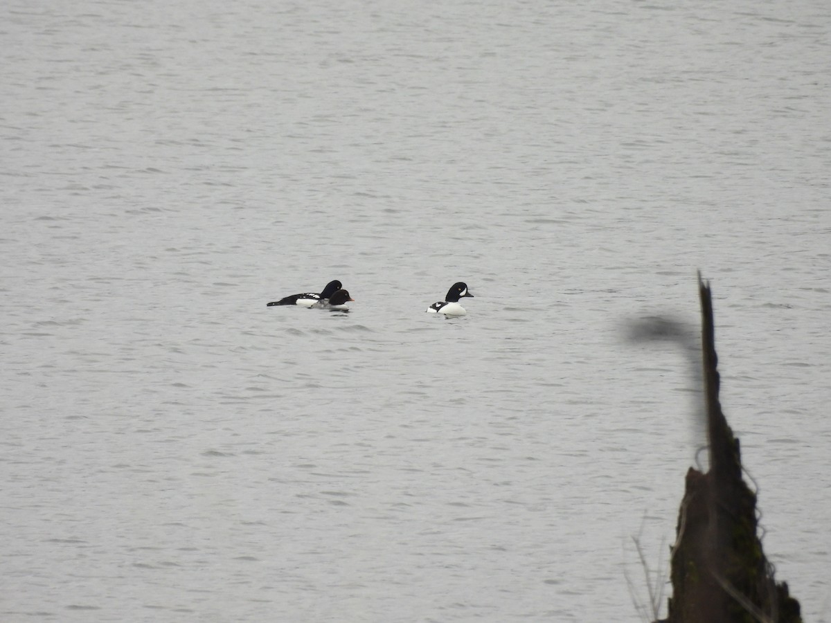 Barrow's Goldeneye - ML645966833