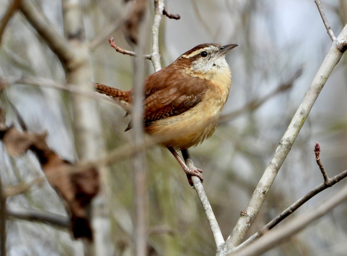 Carolina Wren - ML645966834