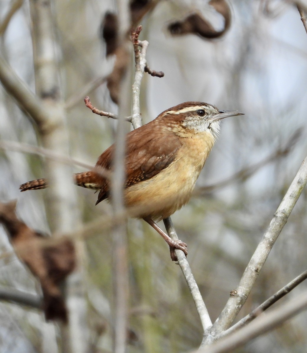 Carolina Wren - ML645966835