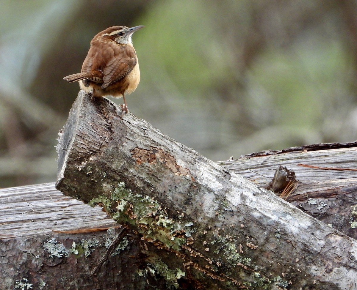 Carolina Wren - ML645966836