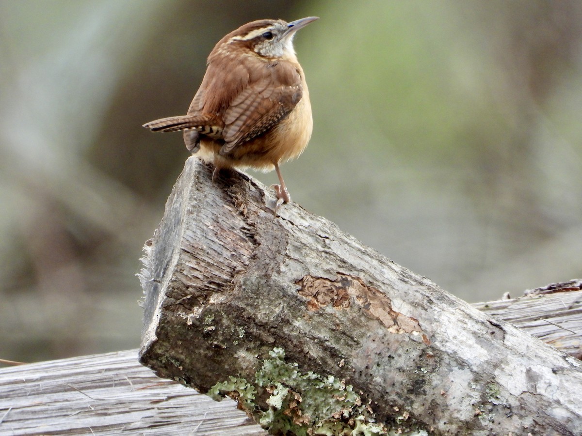 Carolina Wren - ML645966837