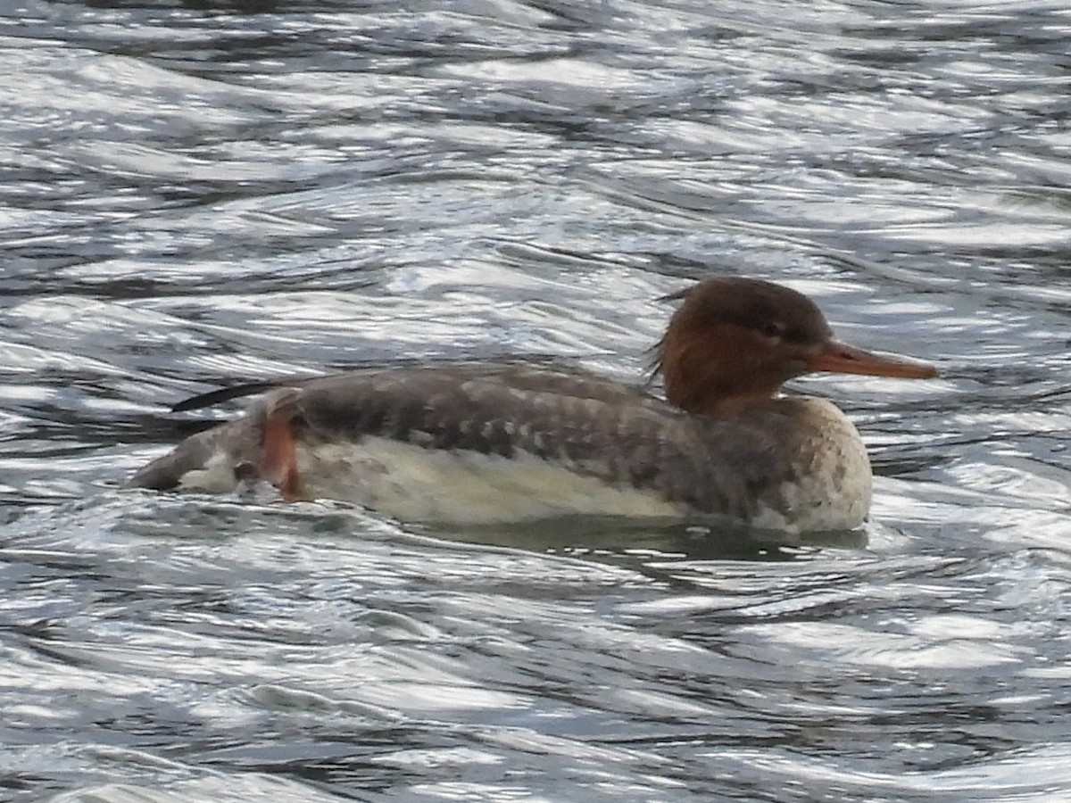 紅胸秋沙 - ML645966839