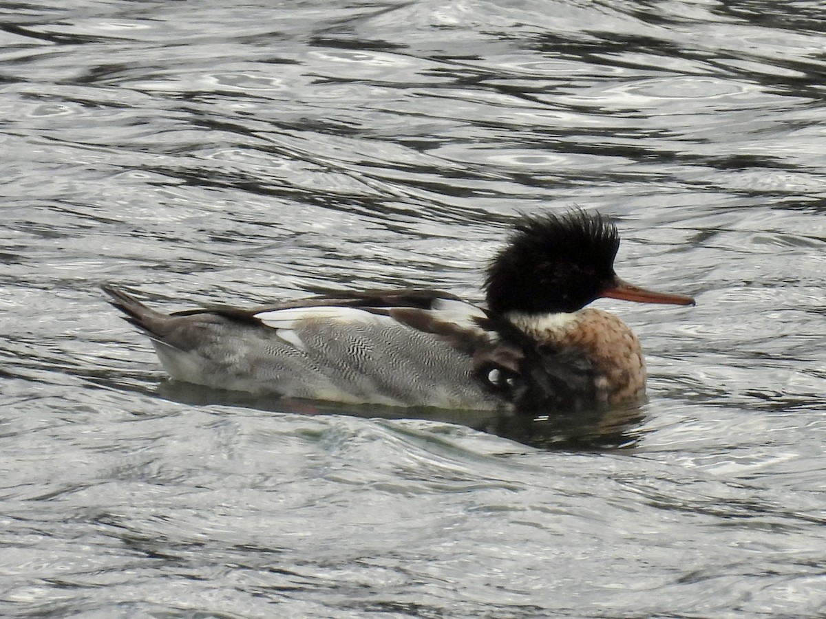 紅胸秋沙 - ML645966840