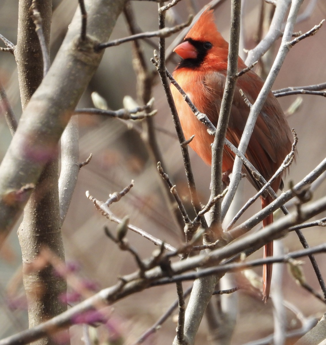 Northern Cardinal - ML645966841
