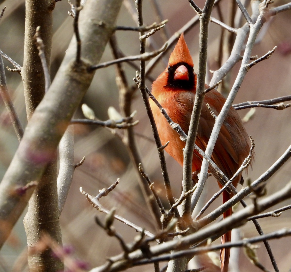 Northern Cardinal - ML645966842