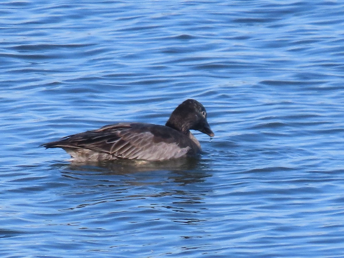 Snow Goose - ML645966843