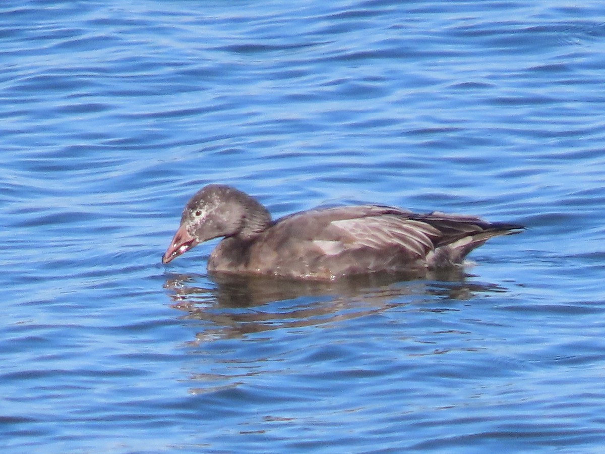 Snow Goose - ML645966844