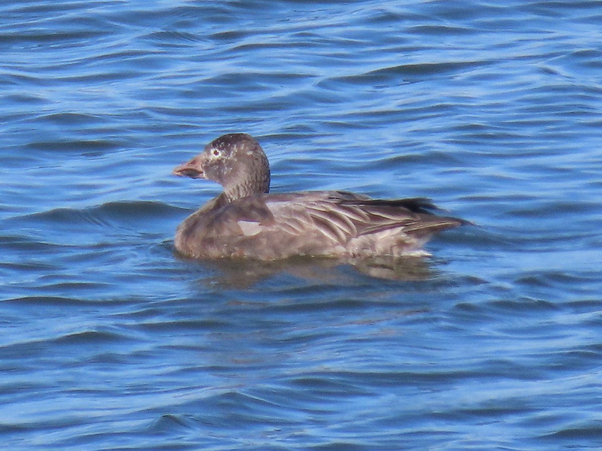 Snow Goose - ML645966845