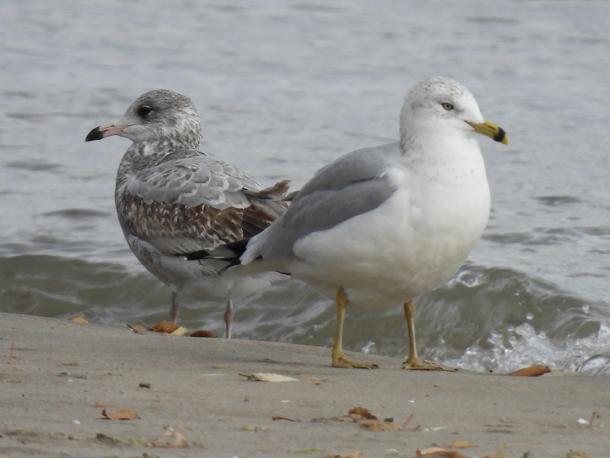 Ring-billed Gull - ML645966848