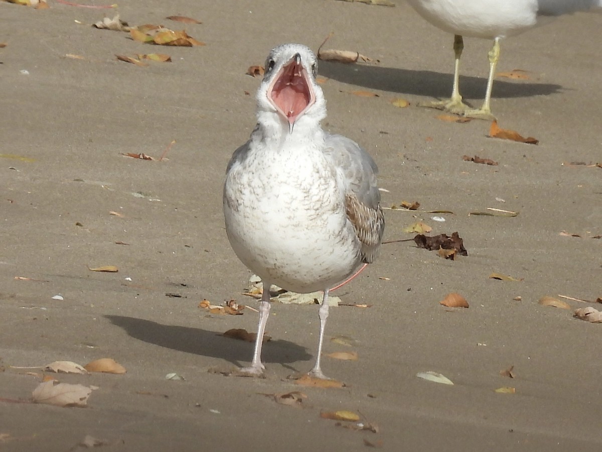 Ring-billed Gull - ML645966849