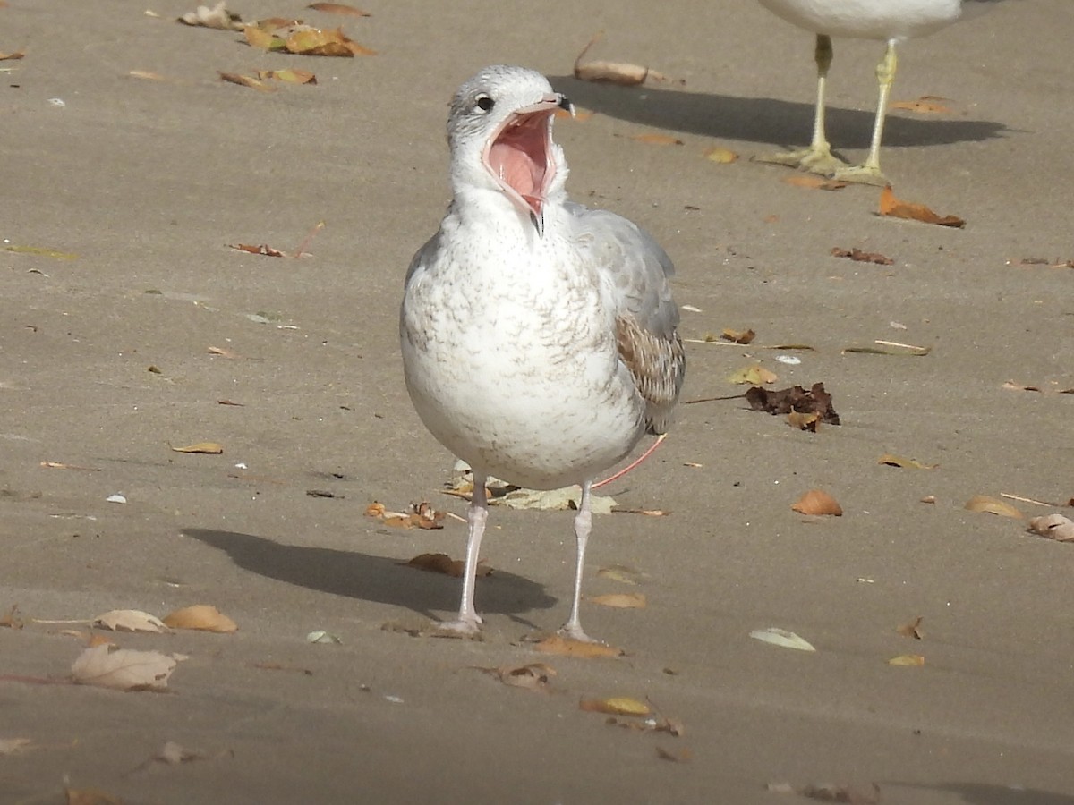 Ring-billed Gull - ML645966850