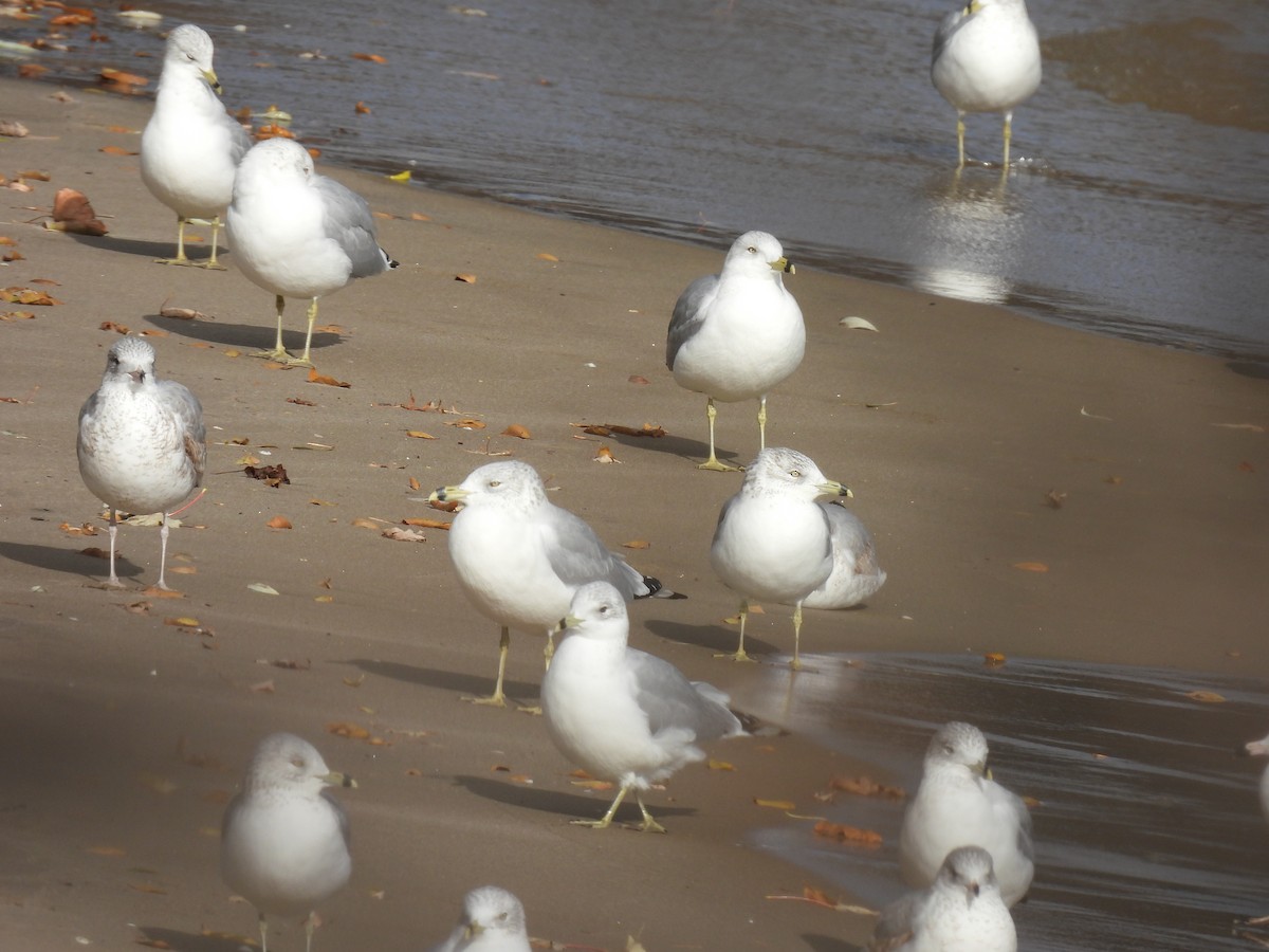 Ring-billed Gull - ML645966851