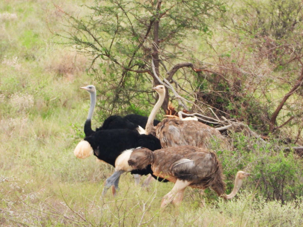 Somali Ostrich - ML645966852