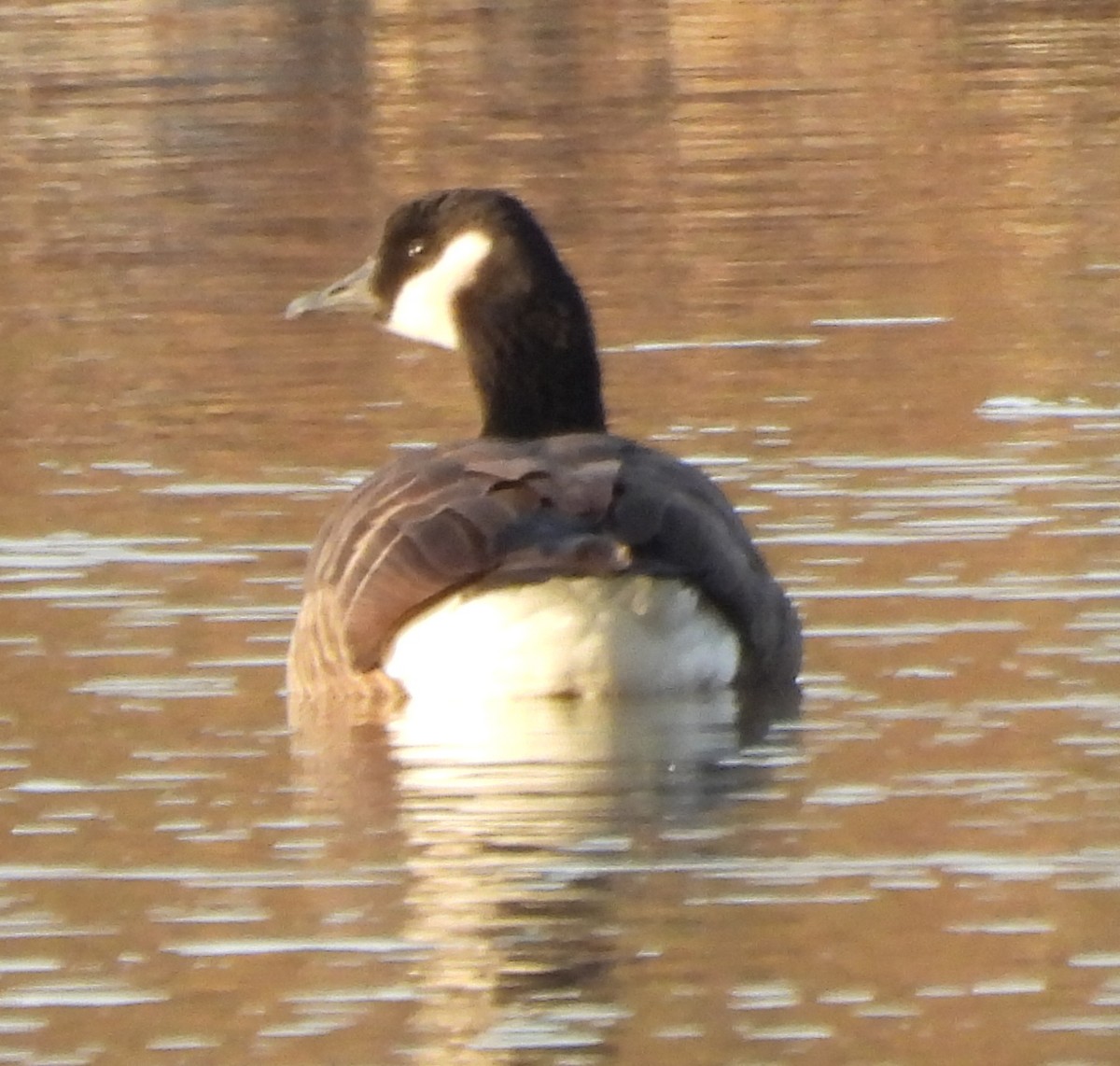 Canada Goose - ML645966855