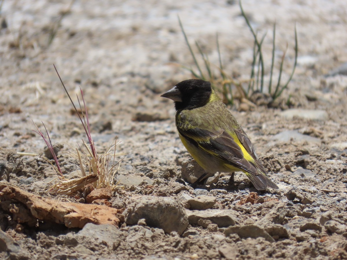 Jilguero Piquigrueso - ML645966856