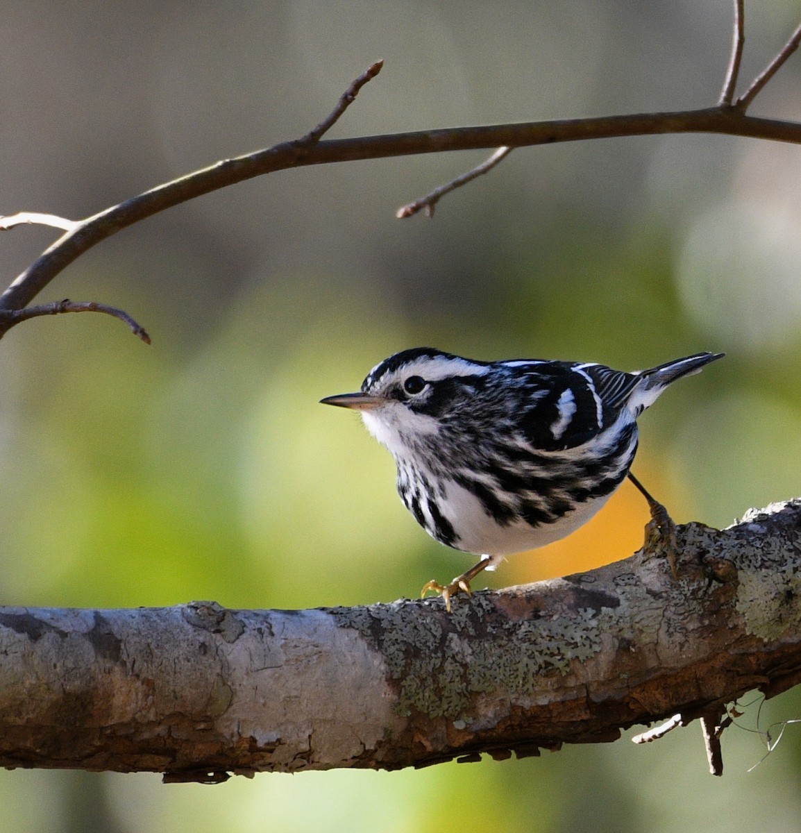 Black-and-white Warbler - ML645966857