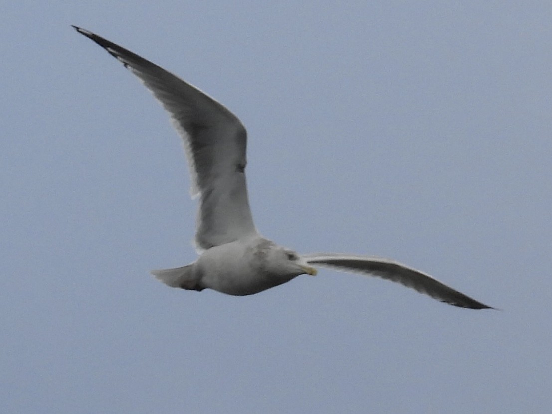American Herring Gull - ML645966858