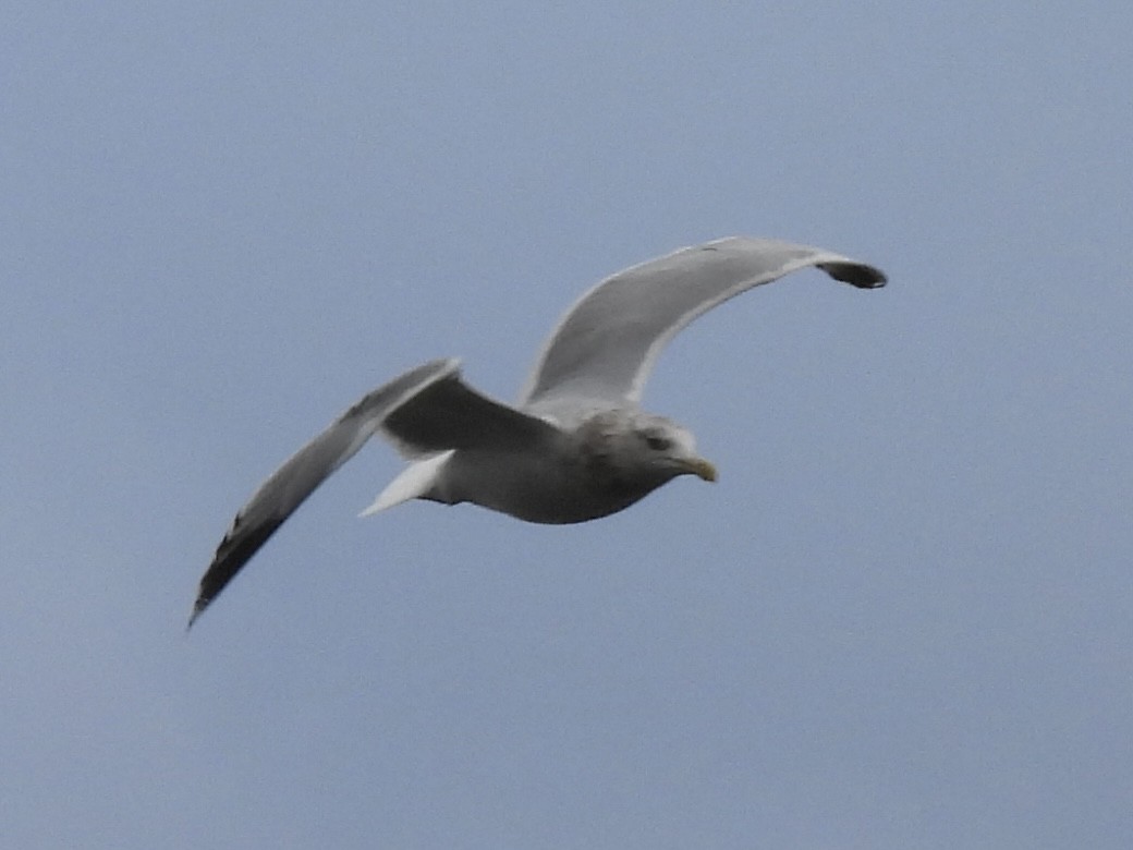 American Herring Gull - ML645966859