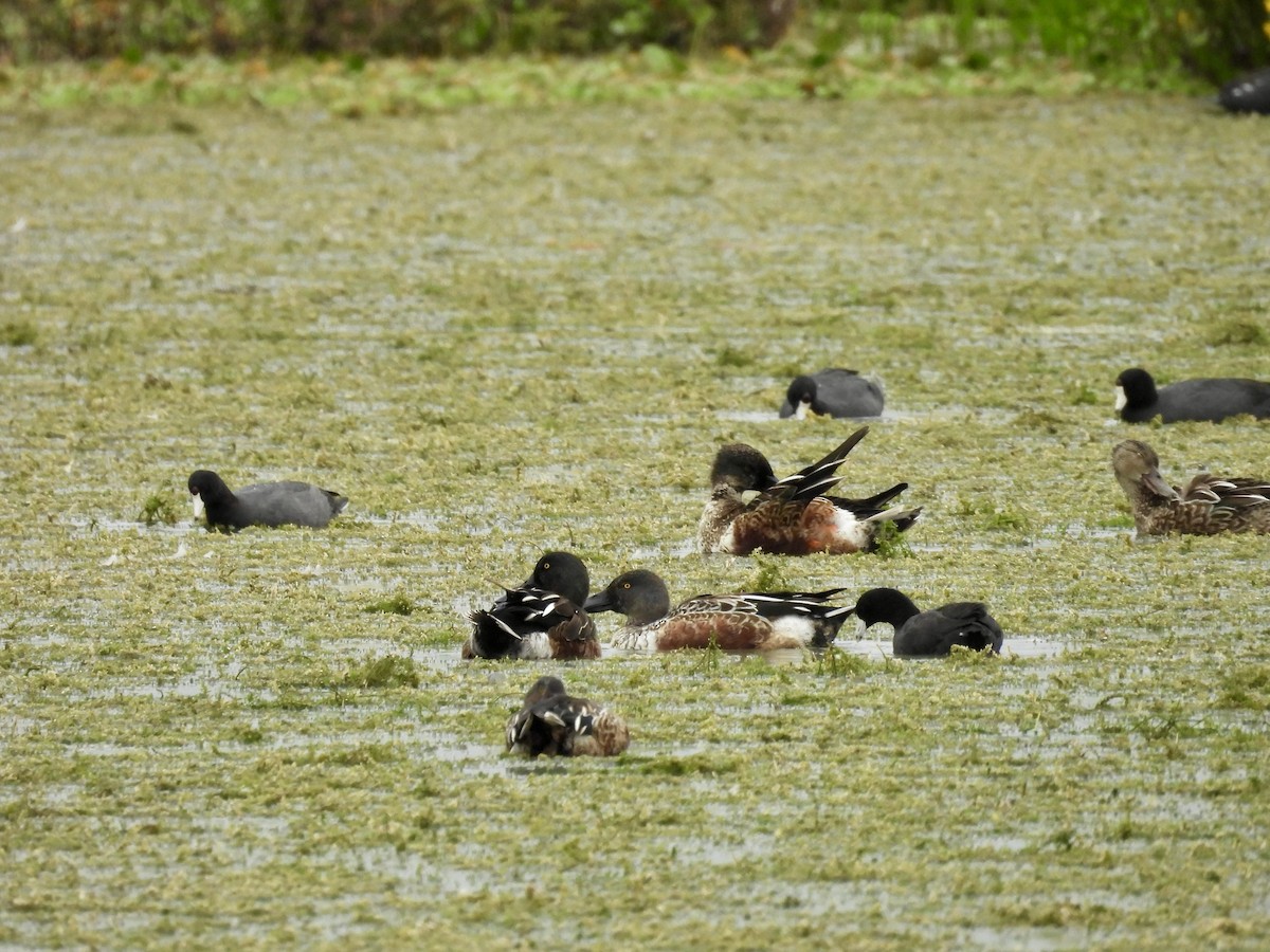 琵嘴鴨 - ML645966860