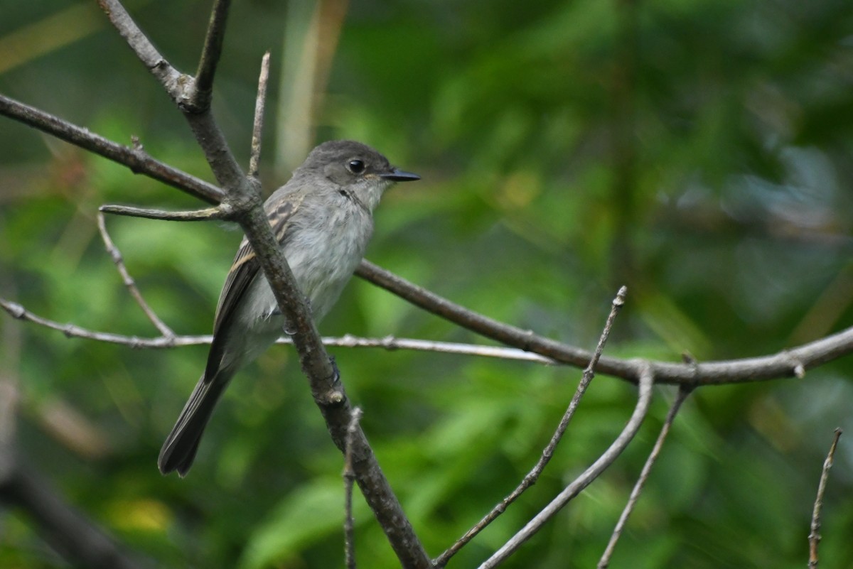 חטפית זעירה - ML645966861
