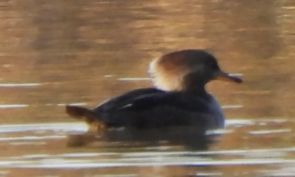 Hooded Merganser - ML645966862