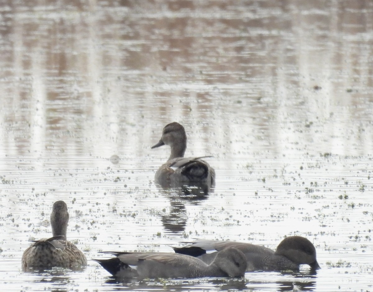 赤膀鴨 - ML645966865